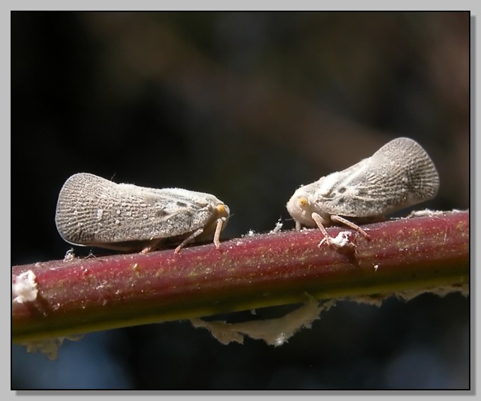 Invasione aliena, l''omottero Metcalfa pruinosa